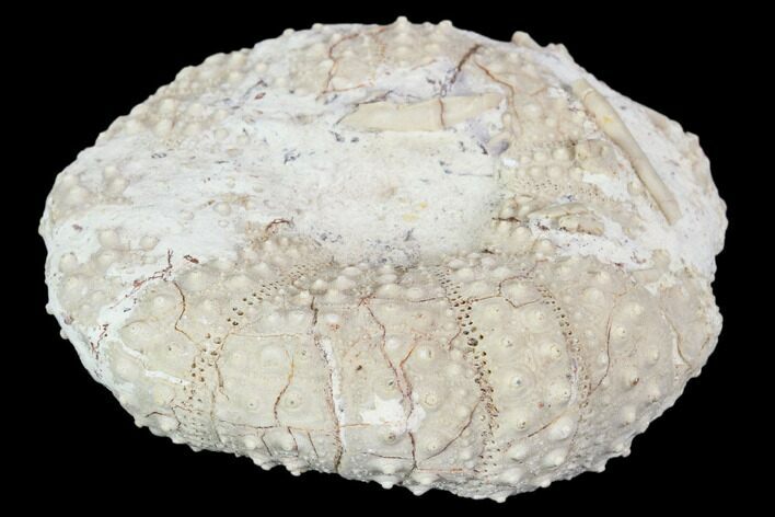 Bargain- Fossil Sea Urchin (Tetragramma) - Morocco #104473